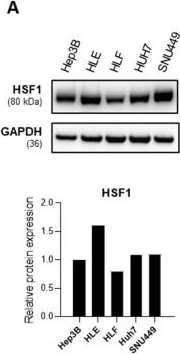 Fig.1.A showing Western Blotting in a Homo sapiens (Human) sample from the publication: The Novel HSF1 Inhibitor NXP800 Exhibits Robust Antitumor Activity in Hepatocellular Carcinoma.
