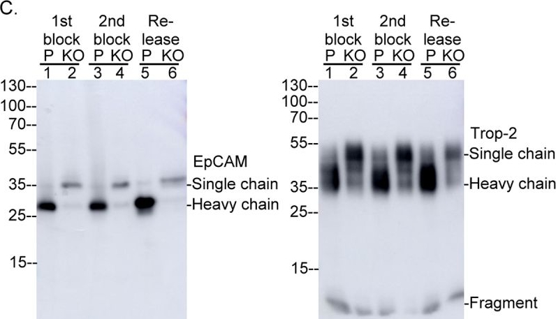 Fig.14.C showing Western Blotting from the publication: Dynamic modulation of intercellular adhesion mediated by matriptase-EPCAM/Trop-2 axes is critical for cell extrusion, division, and collective migration.