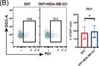 Fig.4.B showing Flow cytometry/Cell sorting from the publication: Targeting breast cancer with a combination of DNT and LAG3 checkpoint blockage and its mechanism.