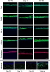 Fig.4.A showing Immunohistochemistry in a Homo sapiens (Human) sample from the publication: Full thickness 3D in vitro conjunctiva model enables goblet cell differentiation.