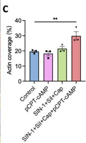 Fig.4.C from the publication: Combined Pharmacological Conditioning of Endothelial Cells for Improved Vascular Graft Endothelialization.