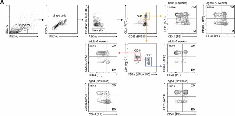 Fig.5.A showing Flow cytometry/Cell sorting in a Mus musculus (House mouse) sample from the publication: Transient hepatic reconstitution of trophic factors enhances aged immunity.
