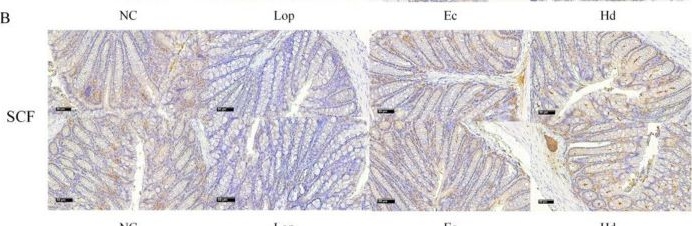 Fig.3.B showing Immunohistochemistry in a Mus musculus (House mouse) sample from the publication: Aqueous extracts of Elsholtzia ciliata and Hovenia dulcis ameliorate loperamide-induced constipation in mice by promoting intestinal peristalsis and barrier function and the abundance of intestinal beneficial bacteria.