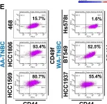 Fig.2.E showing Flow cytometry/Cell sorting from the publication: Concomitant activation of GLI1 and Notch1 contributes to racial disparity of human triple negative breast cancer progression.