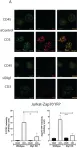 Fig.1.A showing Immunocytochemistry-immunofluorescence from the publication: Disc Large Homolog 1 Is Critical for Early T Cell Receptor Micro Cluster Formation and Activation in Human T Cells.