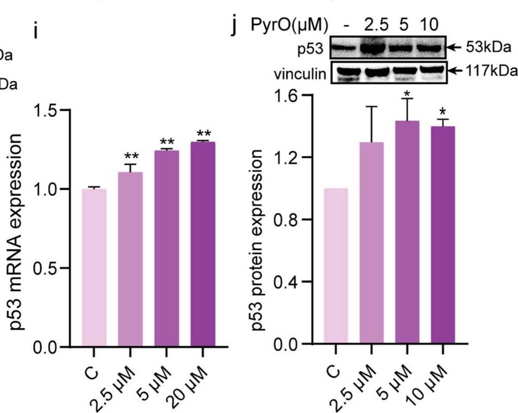 Fig.3.A showing Western Blotting in an Aspergillus fumigatus (Neosartorya fumigata) sample from the publication: Targeting YY1-DR5 Axis by Pyripyropene O as a Novel Therapeutic Strategy Against Prostate Cancer: Molecular Mechanisms and In Vivo Zebrafish Validation.