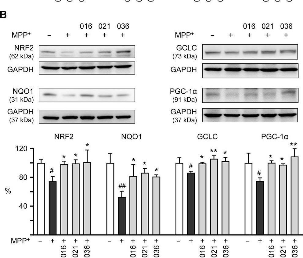Fig.5.B showing Western Blotting in a Homo sapiens (Human) sample from the publication: Coumarin-chalcone derivatives as dual NLRP1 and NLRP3 inflammasome inhibitors targeting oxidative stress and inflammation in neurotoxin-induced HMC3 and BE(2)-M17 cell models of Parkinson's disease.