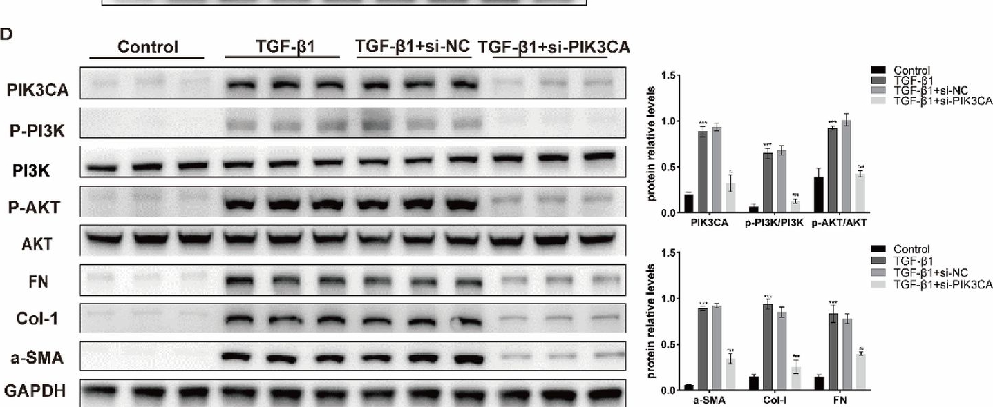 Fig.4.D showing Western Blotting from the publication: Integrative analysis of the therapeutic mechanisms of Astragaloside IV in idiopathic pulmonary fibrosis via network pharmacology and molecular validation.