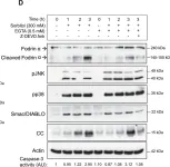 Fig.2.D showing Western Blotting in a Xenopus laevis (African clawed frog) sample from the publication: Osmostress-induced apoptosis in Xenopus oocytes: role of stress protein kinases, calpains and Smac/DIABLO.