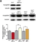 Fig.5.H showing Western Blotting from the publication: The Factor Inhibiting HIF Asparaginyl Hydroxylase Regulates Oxidative Metabolism and Accelerates Metabolic Adaptation to Hypoxia.