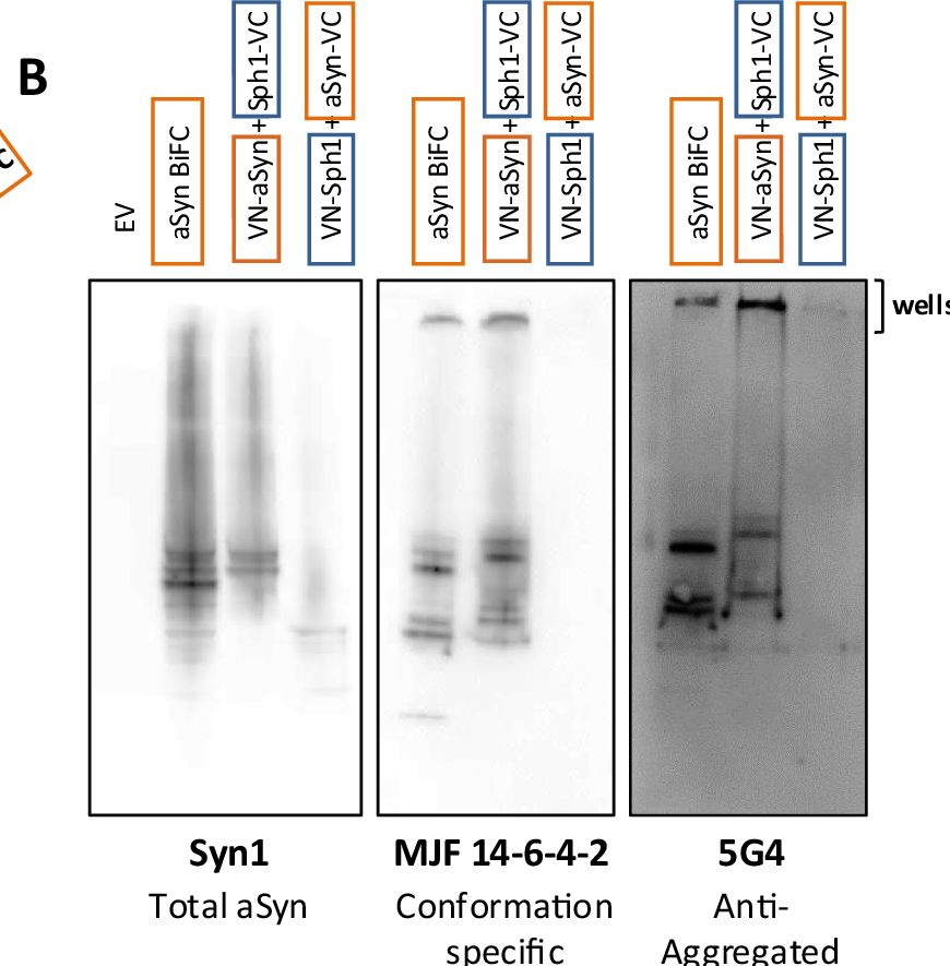 Fig.2.B showing Western Blotting in a Homo sapiens (Human) sample from the publication: Synphilin-1 modulates alpha-synuclein assembly, release and uptake.
