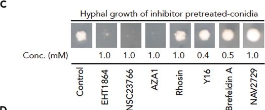 Fig.1.C from the publication: Targeting dermatophyte Cdc42 and Rac GTPase signaling to hinder hyphal elongation and virulence.