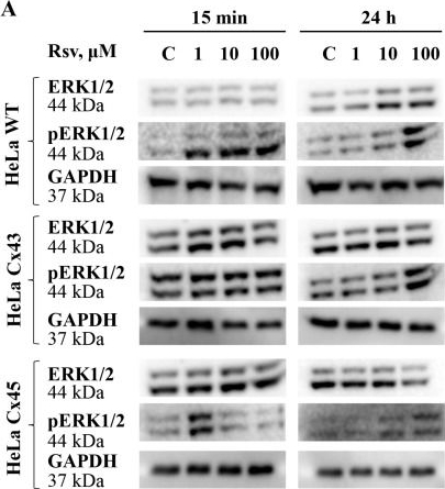 Fig.6.A showing Western Blotting in a Homo sapiens (Human) sample from the publication: Dose- and Time-Dependent Modulation of Cx43 and Cx45 Expression and Gap Junction Conductance by Resveratrol.