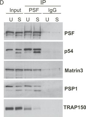 Fig.5.D showing Western Blotting in a Homo sapiens (Human) sample from the publication: TRAP150 interacts with the RNA-binding domain of PSF and antagonizes splicing of numerous PSF-target genes in T cells.