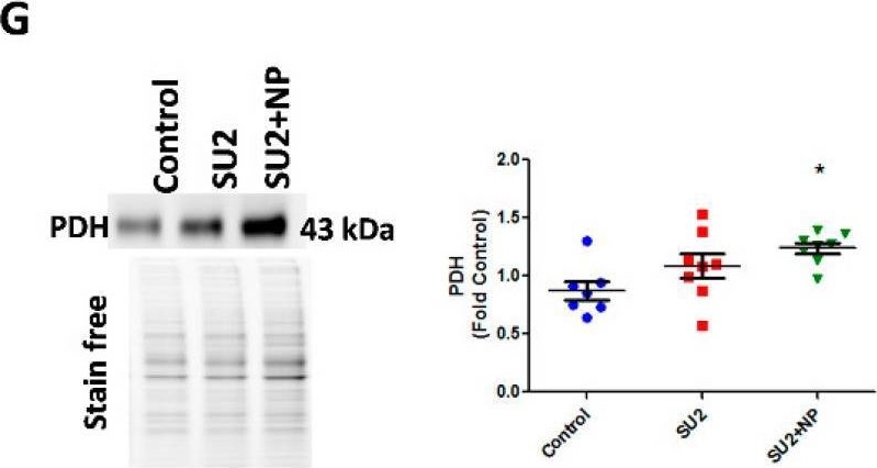 Fig.5.G showing Western Blotting from the publication: Antioxidant-Conjugated Peptide Attenuated Metabolic Reprogramming in Pulmonary Hypertension.