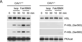 Fig.1.A showing Western Blotting in a Mus musculus (House mouse) sample from the publication: Caveolin-1 deficiency leads to increased susceptibility to cell death and fibrosis in white adipose tissue: characterization of a lipodystrophic model.