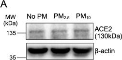 Fig.2.A showing Western Blotting from the publication: Particulate matter exposure potentiates SARS-CoV-2 delta variant infection by suppressing epithelial antiviral responses.