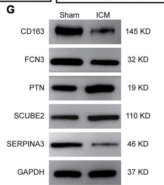 Fig.4.G showing Western Blotting in a Rattus norvegicus (Rat) sample from the publication: Identification of potential biomarkers of inflammation-related genes for ischemic cardiomyopathy.