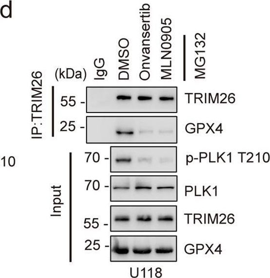 Fig.5.D showing Western Blotting in a Homo sapiens (Human) sample from the publication: The E3 ligase TRIM26 suppresses ferroptosis through catalyzing K63-linked ubiquitination of GPX4 in glioma.