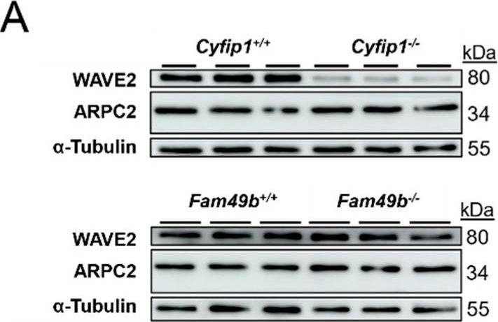 Fig.6.A showing Western Blotting in a Mus musculus (House mouse) sample from the publication: Differential Role of the RAC1-Binding Proteins FAM49b (CYRI-B) and CYFIP1 in Platelets.