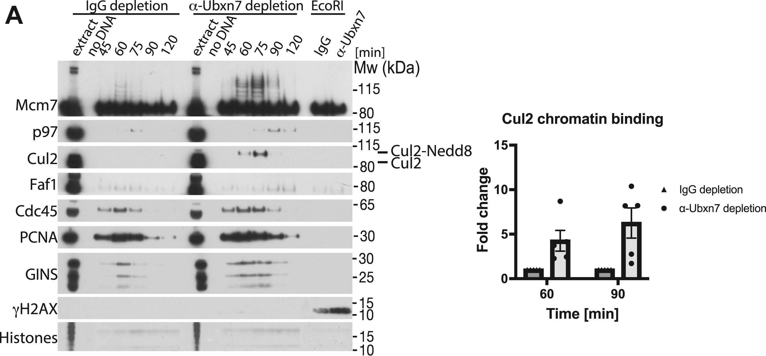 The p97 segregase cofactor Ubxn7 facilitates replisome disassembly during S-phase.