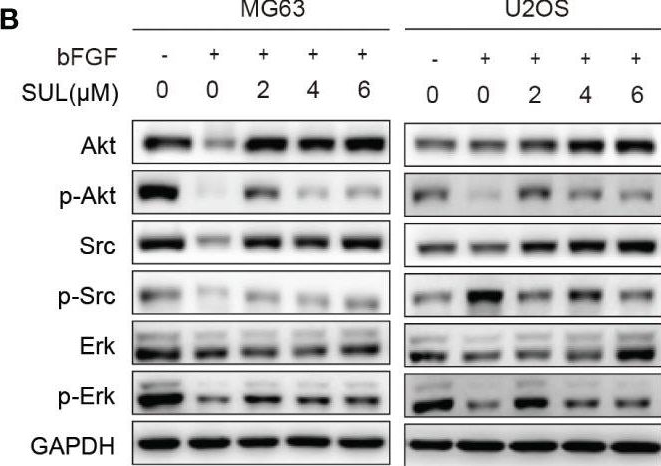 Fig.4.B showing Western Blotting in a Mus musculus (House mouse) sample from the publication: Sulfatinib, a novel multi-targeted tyrosine kinase inhibitor of FGFR1, CSF1R, and VEGFR1-3, suppresses osteosarcoma proliferation and invasion via dual role in tumor cells and tumor microenvironment.