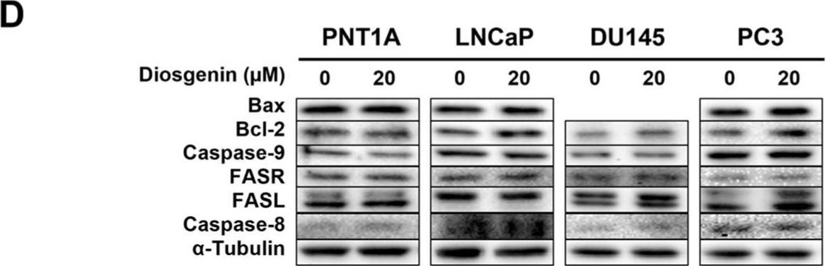 Fig.5.D showing Western Blotting in a Homo sapiens (Human) sample from the publication: Effect of Diosgenin in Suppressing Viability and Promoting Apoptosis of Human Prostate Cancer Cells: An Interplay with the G Protein-Coupled Oestrogen Receptor?