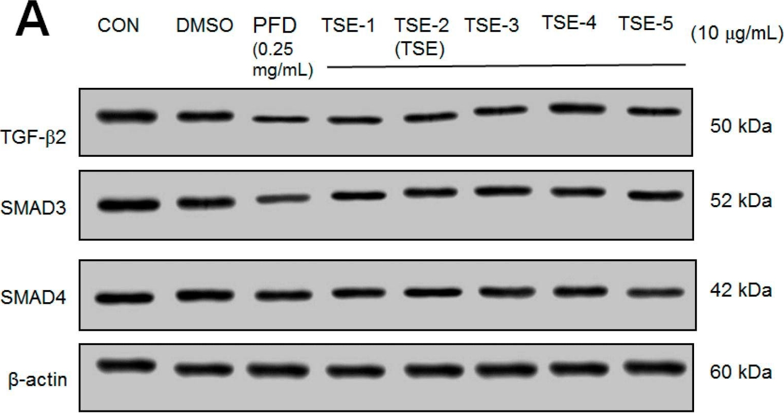 Fig.2.A showing Western Blotting in a Homo sapiens (Human) sample from the publication: Protective Effects of One 2,4-Dihydro-3H-Pyrazol-3-one Derivative against Posterior Capsular Opacification by Regulation of TGF-β2/SMADs and Non-SMAD Signaling, Collagen I, and Fibronectin Proteins.