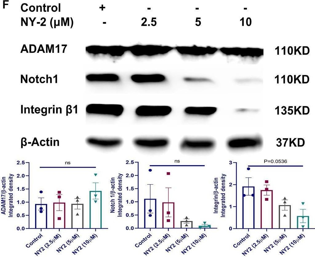 Fig.5.F showing Western Blotting from the publication: Pharmacokinetics, tissue distribution, and antitumor activity of a novel compound, NY-2, in non-small cell lung cancer.