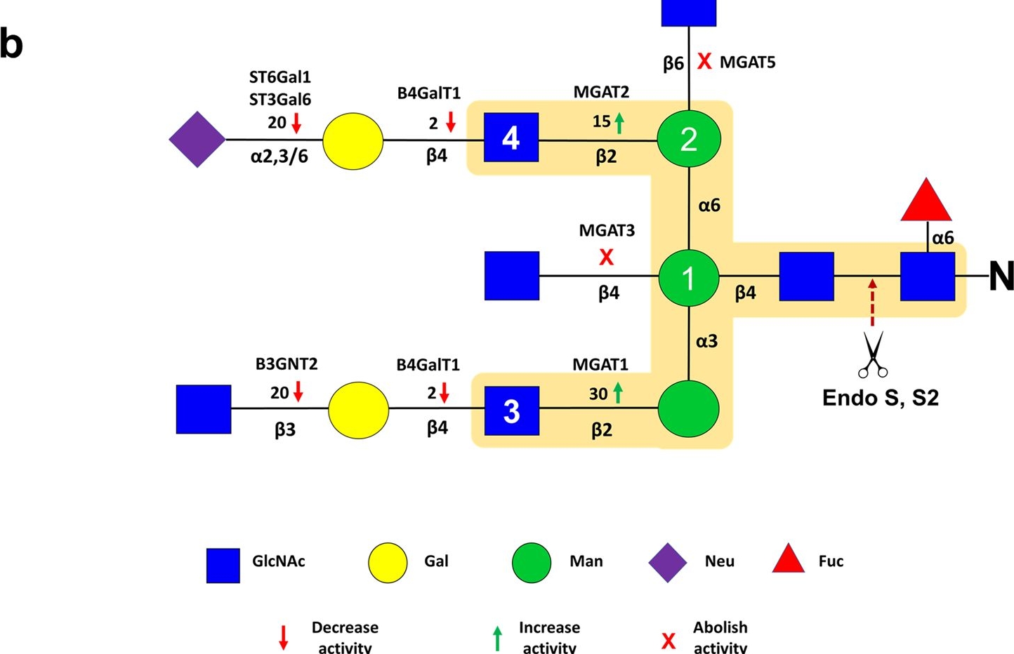 Fig.6.B from the publication: Endoglycosidase assay using enzymatically synthesized fluorophore-labeled glycans as substrates to uncover enzyme substrate specificities.