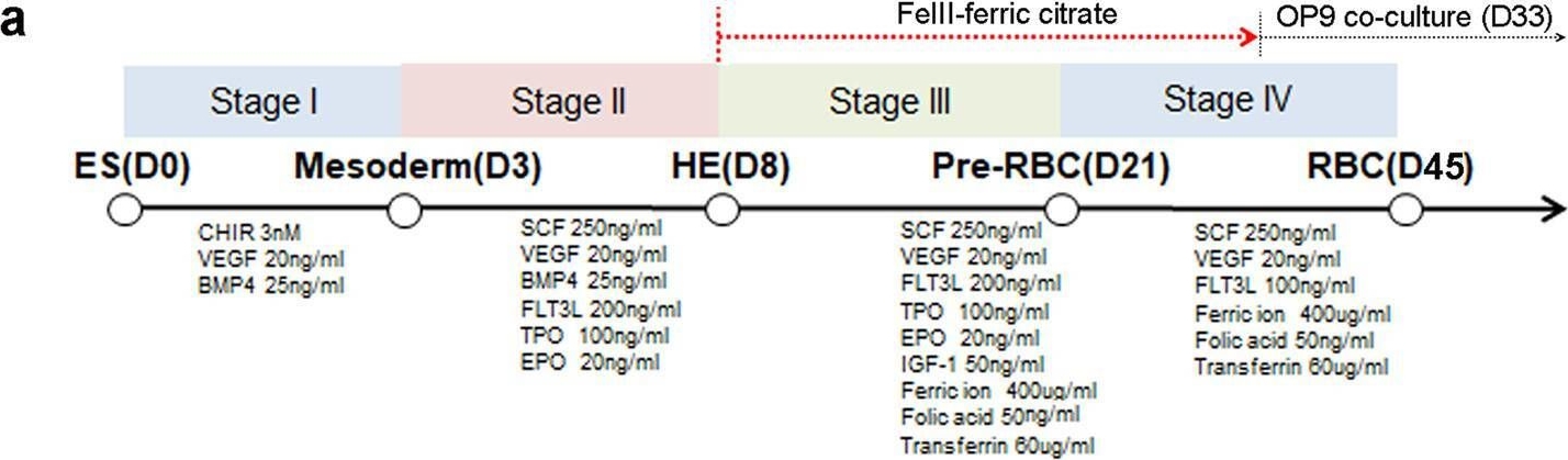 Fig.1.A from the publication: Ferric citrate and apo-transferrin enable erythroblast maturation with β-globin from hemogenic endothelium.