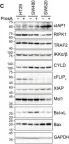 Fig.4.C showing Western Blotting in a Homo sapiens (Human) sample from the publication: Proscillaridin A Sensitizes Human Colon Cancer Cells to TRAIL-Induced Cell Death.