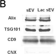 Fig.1.B showing Western Blotting in a Homo sapiens (Human) sample from the publication: Lactate Ringer's anti-inflammatory effects in acute pancreatitis are potentially mediated by protein lactylation of extracellular vesicles.