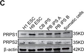 Fig.2.C showing Western Blotting from the publication: PRPS1-mediated purine biosynthesis is critical for pluripotent stem cell survival and stemness.