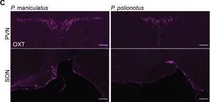 Fig.3.C showing Immunohistochemistry-immunofluorescence from the publication: Cellular evolution of the hypothalamic preoptic area of behaviorally divergent deer mice.