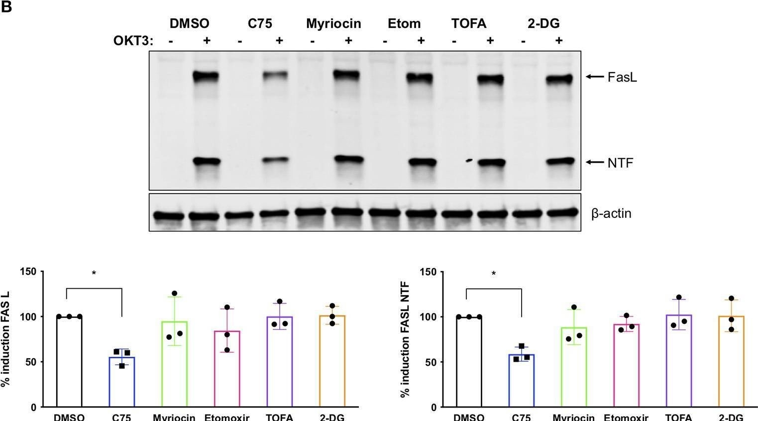 Fig.6.B showing Western Blotting in a Mus musculus (House mouse) sample from the publication: Fatty Acid Synthase Contributes to Restimulation-Induced Cell Death of Human CD4 T Cells.
