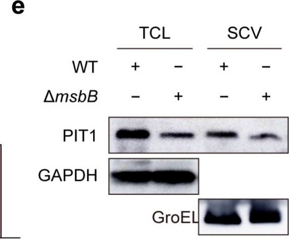 Fig.5.E showing Western Blotting in a Salmonella enterica sample from the publication: Phosphate (Pi) Transporter PIT1 Induces Pi Starvation in Salmonella-Containing Vacuole in HeLa Cells.