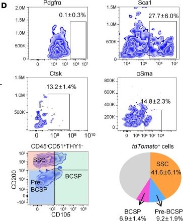 Fig.2.D showing Flow cytometry/Cell sorting in a Mus musculus (House mouse) sample from the publication: Identification of Postn+ periosteal progenitor cells with bone regenerative potential.