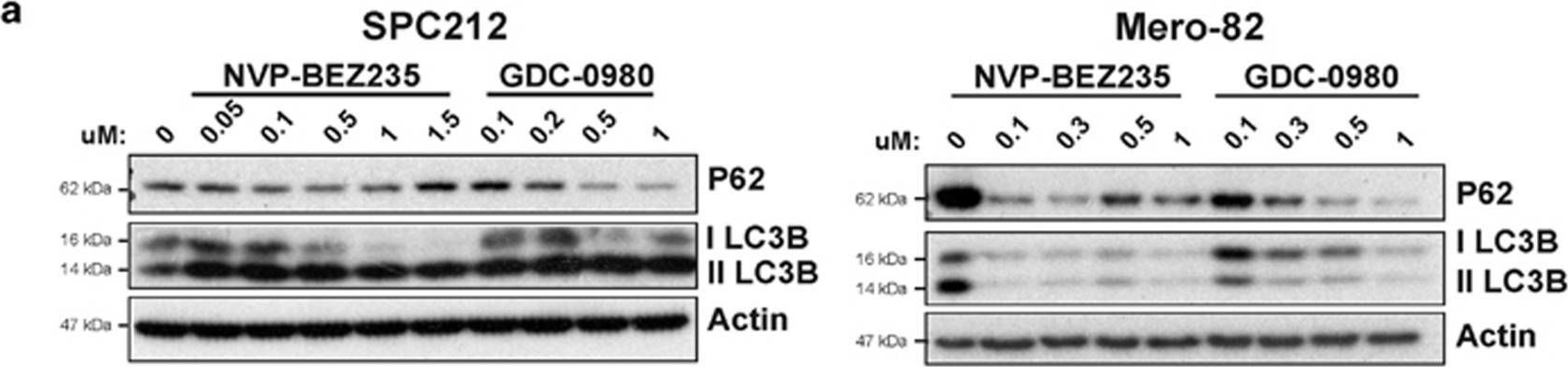 Inhibition of autophagy sensitizes malignant pleural mesothelioma cells to dual PI3K/mTOR inhibitors.