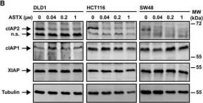 Fig.1.B showing Western Blotting from the publication: The non-peptidomimetic IAP antagonist ASTX660 sensitizes colorectal cancer cells for extrinsic apoptosis.