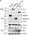 Fig.5.C showing Western Blotting in a Homo sapiens (Human) sample from the publication: Gasdermin pores permeabilize mitochondria to augment caspase-3 activation during apoptosis and inflammasome activation.