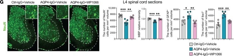 Fig.6.G showing Immunohistochemistry-immunofluorescence from the publication: Astrocyte-intrinsic signaling of chitinase-like protein CHI3L1 drives inflammation and amplifies demyelination in neuromyelitis optica.
