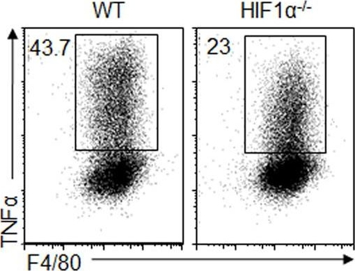 Fig.3.G showing Flow cytometry/Cell sorting in a Mus musculus (House mouse) sample from the publication: HIF1α-dependent glycolysis promotes macrophage functional activities in protecting against bacterial and fungal infection.