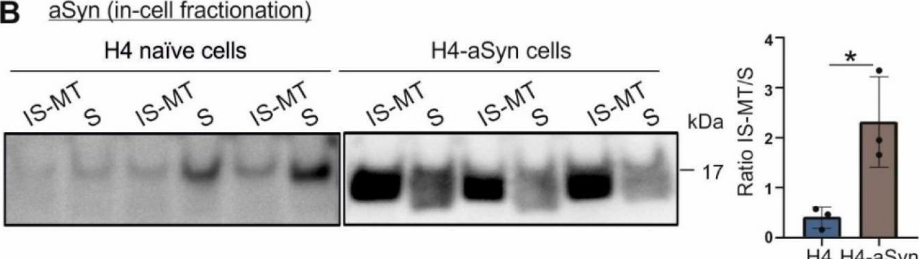 Fig.2.B showing Western Blotting in a Homo sapiens (Human) sample from the publication: Interaction of Alpha Synuclein and Microtubule Organization Is Linked to Impaired Neuritic Integrity in Parkinson's Patient-Derived Neuronal Cells.
