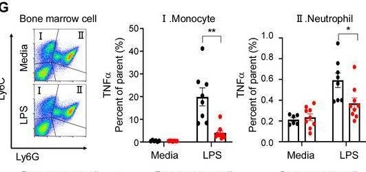 Fig.2.G showing Flow cytometry/Cell sorting in a Mus musculus (House mouse) sample from the publication: Targeting eRNA-Producing Super-Enhancers Regulates TNFα Expression and Mitigates Chronic Inflammation in Mice and Patient-Derived Immune Cells.
