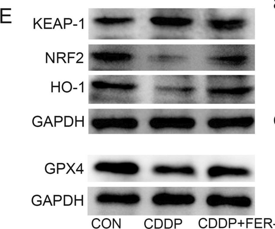 Fig.6.E showing Western Blotting in a Rattus norvegicus (Rat) sample from the publication: Ferrostatin-1 ameliorates Cis-dichlorodiammineplatinum(II)-induced ovarian toxicity by inhibiting ferroptosis.