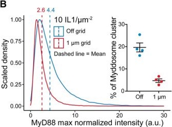 Fig.4.B from the publication: Myddosome clustering in IL-1 receptor signaling regulates the formation of an NF-kB activating signalosome.