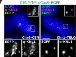 Fig.2.F showing Immunocytochemistry-immunofluorescence from the publication: Targeted assembly of ectopic kinetochores to induce chromosome-specific segmental aneuploidies.