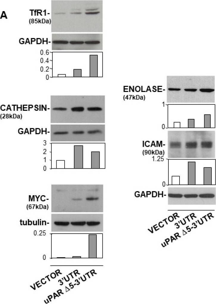 Fig.4.A showing Western Blotting from the publication: Identification of uPAR Variants Acting as ceRNAs in Leukaemia Cells.