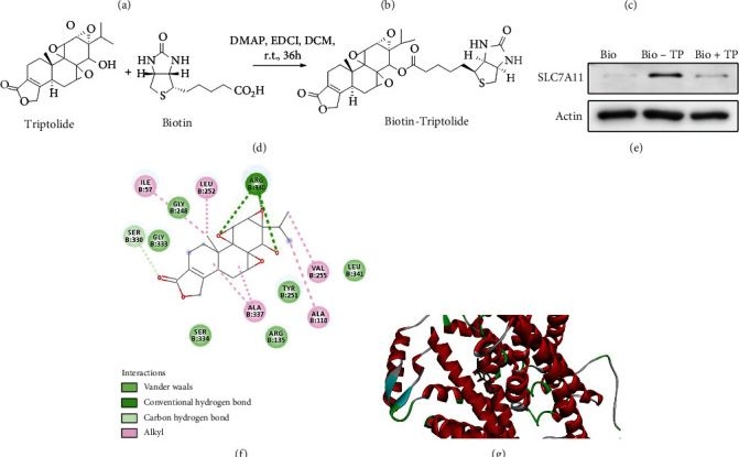 Fig.5.O from the publication: SLC7A11/GPX4 Inactivation-Mediated Ferroptosis Contributes to the Pathogenesis of Triptolide-Induced Cardiotoxicity.